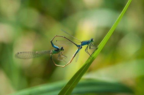 Blue-tailed Damselfly (Ischnura elegans) pair mating