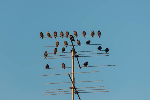 Starlings (Sturnus vulgaris) perched on an aeriel