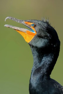 Double-crested Cormorant (Phalacrocorax auritus)
