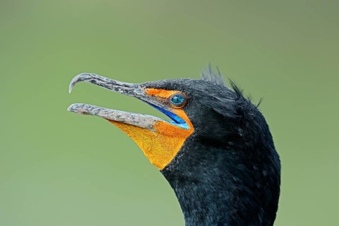 Double-crested Cormorant (Phalacrocorax auritus)