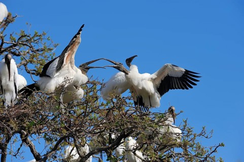 Wood Storks (Mycteria americana) quarraling in a breeding colony