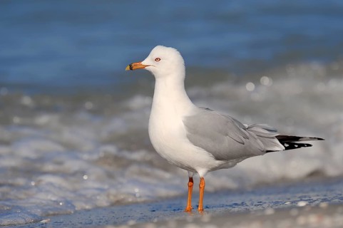 Ring-billed Gull (Larus delawarensis) on the beach