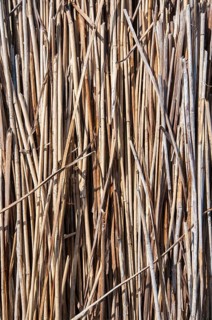 Bundled dried reeds