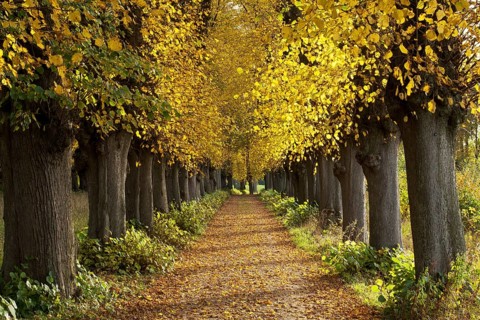 Lime Tree avenue (Tilia) in autumn