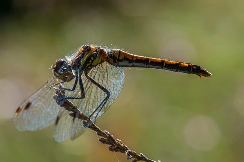 Black Darter or Black Meadowhawk (Sympetrum danae)