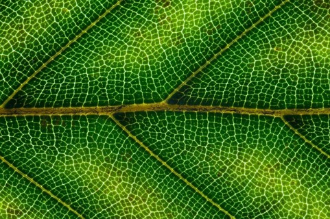 Common Beech or European Beech (Fagus sylvatica) leaf structure in transmitted light