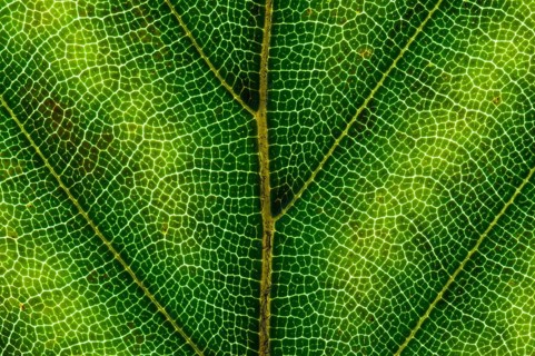 Common Beech or European Beech (Fagus sylvatica) leaf structure in transmitted light