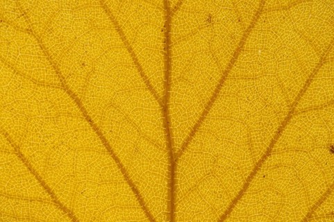 Silver Birch (Betula pendula) leaf structure in transmitted light