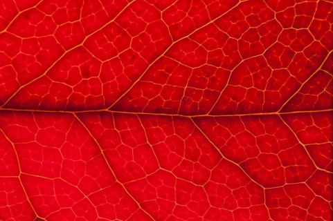 Holly (Ilex aquifolium) leaf structure in transmitted light