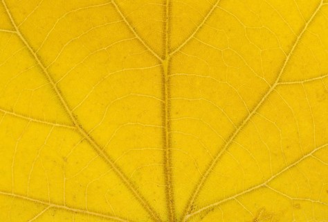 Large-leaved Lime (Tilia platyphyllos) leaf structure in transmitted light