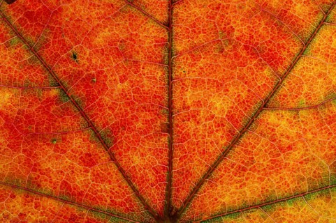 Maple (Acer sp.) leaf structure in transmitted light
