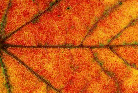 Maple (Acer sp.) leaf structure in transmitted light