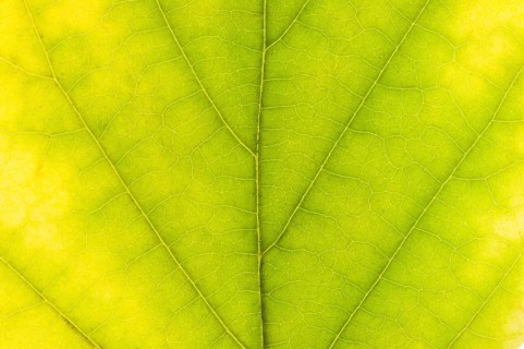 Virginian Witch Hazel (Hamamelis virginiana)