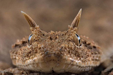 Horned viper (Cerastes cerastes)