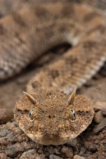 Horned viper (Cerastes cerastes)