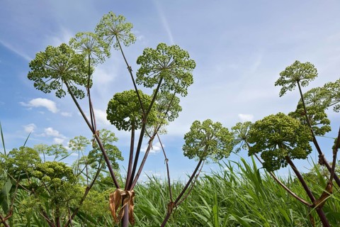 Garden Angelica