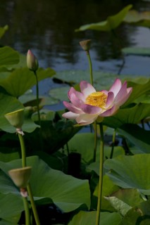 Flower of an Indian Lotus or Sacred Lotus (Nelumbo nucifera)