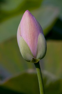 Bud of an Indian Lotus or Sacred Lotus (Nelumbo nucifera)
