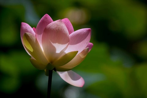 Flower of an Indian Lotus or Sacred Lotus (Nelumbo nucifera)