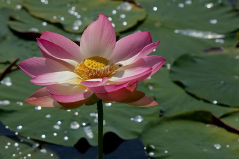 Flower of an Indian Lotus or Sacred Lotus (Nelumbo nucifera)