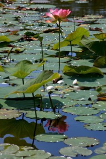 Flower of an Indian Lotus or Sacred Lotus (Nelumbo nucifera)