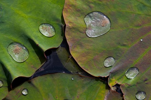 Leaves of an Indian Lotus or Sacred Lotus (Nelumbo nucifera)