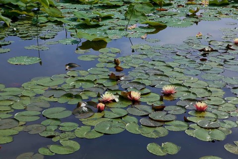 Leaves of the Indian Lotus or Sacred Lotus (Nelumbo nucifera) and Water Lilies (Nymphaea)