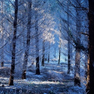 Snowy forest