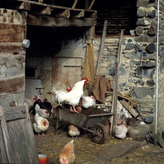 Cock and hens poultry-yard on a farm