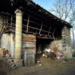Cock and hens in poultry-yard of a farm