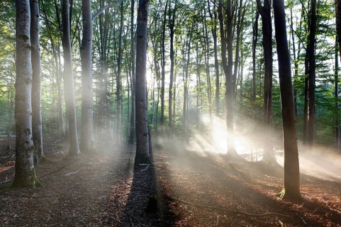 Mist in a beech forest