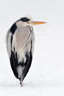 Grey Heron (Ardea cinerea) in winter