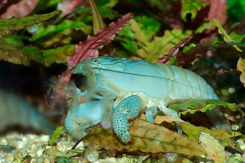 African Giant Filter Shrimp or Vampire Shrimp (Atya gabonensis)