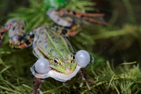 Water frog (Rana esculenta)