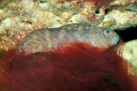 Peacock Blenny (Blennius pavo