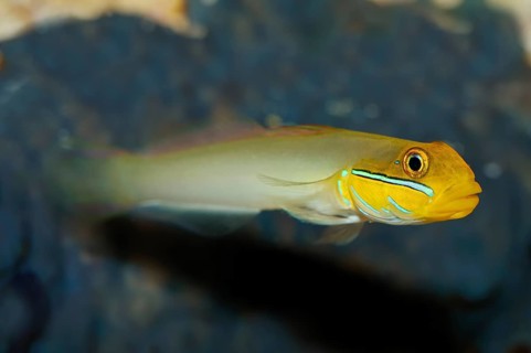 Sleeper Gold Head Goby (Valenciennea strigata)
