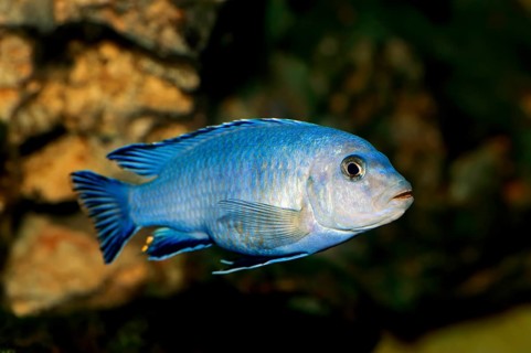 Powder Blue Cichlid (Pseudotropheus socolofi)
