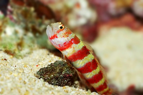 Wheeler's Watchman Goby or Burgundy Shrimpgoby (Amblyeleotris wheeleri