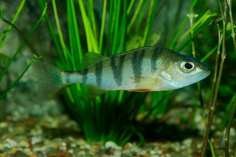 European Perch (Perca fluviatilis)