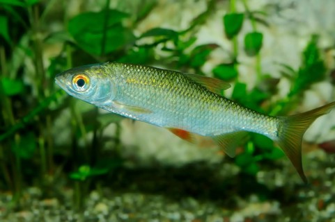 Roach (Rutilus rutilus)
