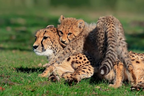 Cheetah (Acinonyx jubatus)