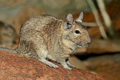 Common Degu (Octodon degus)