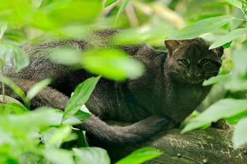 Jaguarundi (Herpailurus yagouaroundi
