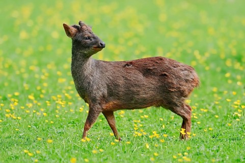 Southern Pudu (Pudu pudu)