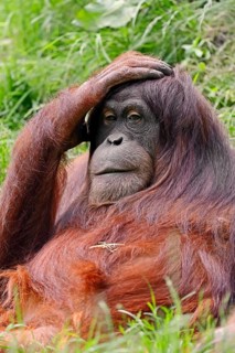 Sumatran Orangutan (Pongo pygmaeus abelii