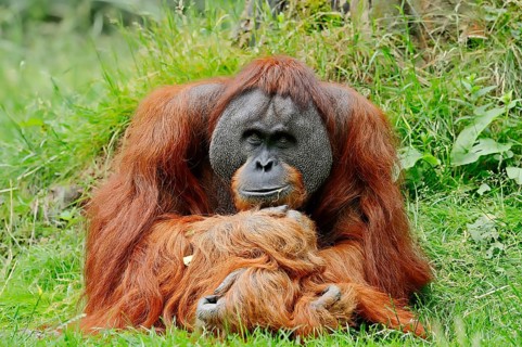 Sumatran Orangutan (Pongo pygmaeus abelii