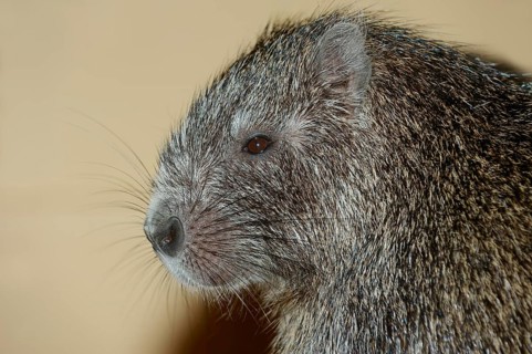 Desmarest's Hutia or Cuban Hutia (Capromys pilorides)
