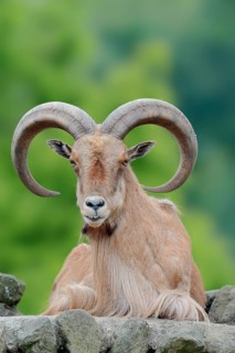 Barbary sheep (Ammotragus lervia)