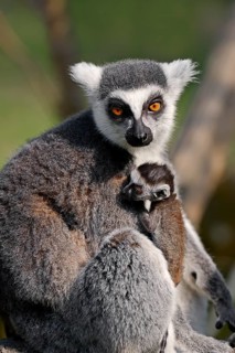 Ring-tailed lemur (Lemur catta)