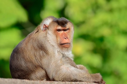 Southern pig-tailed macaque (Macaca nemestrina)